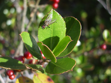 Feuilles persistantes, alternes et fréquement dentées. Agrandir dans une nouvelle fenêtre (ou onglet)